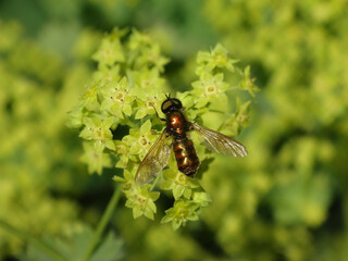 Broad centurion soldier fly (Chloromyia formosa), male sitting on bright green lady's mantle flowers