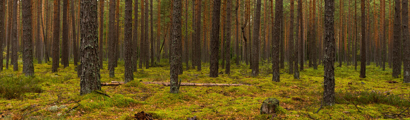 Obraz premium September mossy pine green deep forest with hummocks. widescreen panoramic side view 15x5. vibrant colors