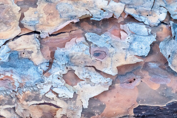 Fototapeta premium Close up view of seamless texture of tree bark.