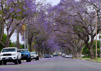 jacaranda flowers create a purple tree tunnel