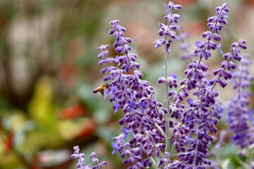 closeup of a honey bee pollinating a lavender flower