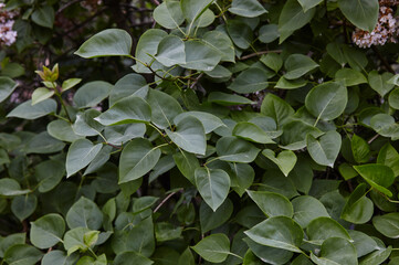 Fototapeta premium Beautiful green lilac leaves on branch. Fresh spring background on nature outdoors