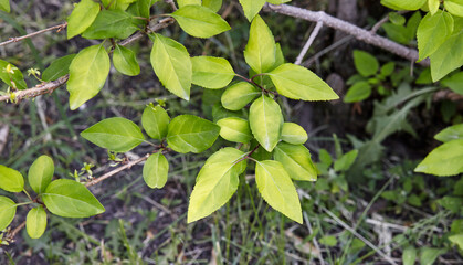 Forsythia branch with green leaves on a sunny day. Forsythia bush in spring