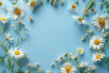 Fototapeta premium Beautiful flower composition, spring and summer chamomile white flowers on a pastel blue background. Flat lay, top view, copy space for text