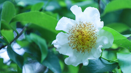 White flowers bloom on the tree. White flowers with yellow stamens in center of fried egg tree or snuffbox tree (Oncoba spinosa Forssk.) on blurred green background with selective focus.