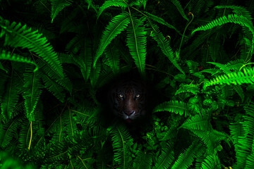 A tiger hidden in the shadow of a bush staring at its prey.