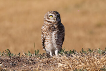 
Viscachero owl. Owl. Pampas owl. cunicular athena. Small yellow-eyed owl that lives in Latin America. Barn Owl Close-up of barn owl standing at the side of its cave. Brown-feathered nocturnal bird.