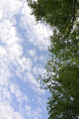foliage of trees against the background of blue sky and clouds,