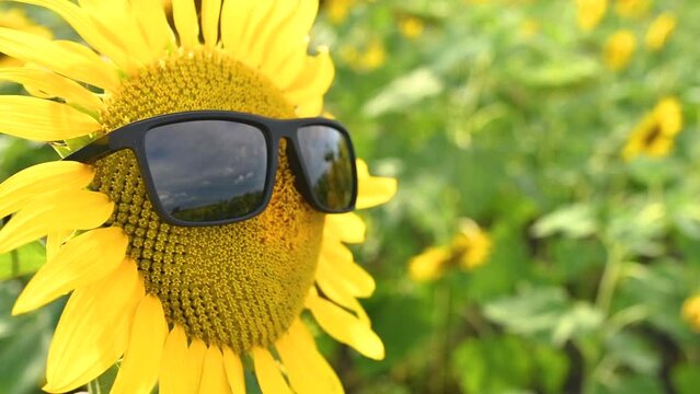 Close up of sunflower face with sunglasses in cultivated field.