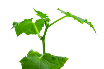 Small green plant cucamber on white background