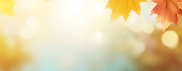 abstract nature autumn Background with yellow leaves