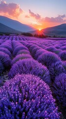 Fototapeta premium A field of lavender flowers with a beautiful sunset in the background. 
