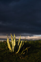 Cactus plant on a stormy weather