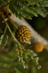 Fruit of a green pine on leaves of the same color.