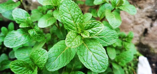Mint leaves © Naeemullah