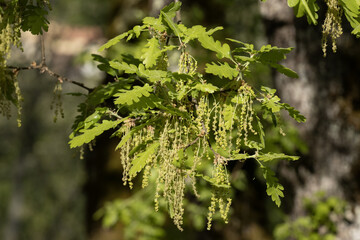 Fleurs du chêne vert au printermps