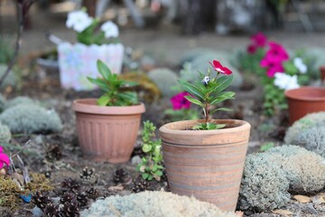 flowers in pots