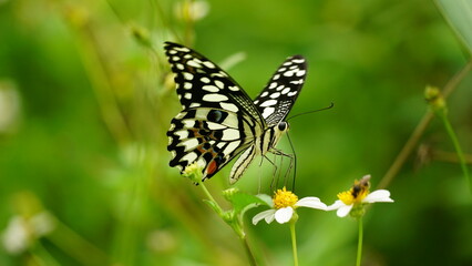 Butterfly Papilio demoleus is sucking nectar from flowers