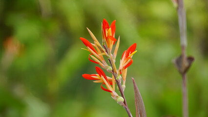 Red Canna indica flowers bloom in the garden
