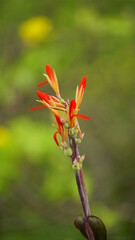 Red Canna indica flowers bloom in the garden