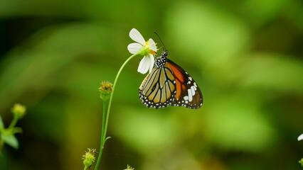Close-up of butterfly Danaus genutia
