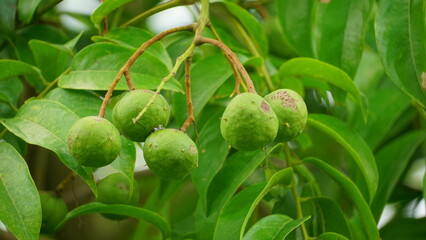 Close-up of Dracontomelon duperreanum fruit