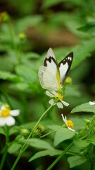 Close-up of Appias butterfly sucking nectar from flowers