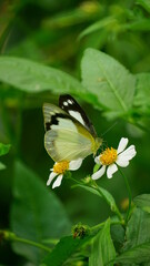 Close-up of Appias butterfly sucking nectar from flowers