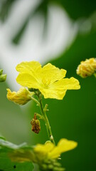 Close-up of yellow Luffa cylindrica flowers blooming