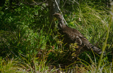 Grouse Sneaks Through Brush in Mount Rainier Forest