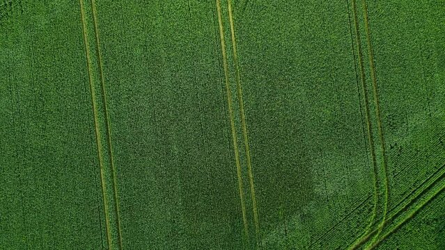 Green Field Summer Crop Natural Environment