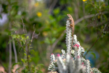 The lizard branches climbing on the cactus show the durability of the skin.