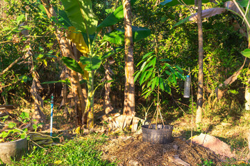Growing durian in the home area for those who have little space.