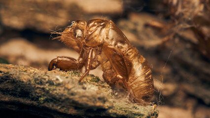 Molting exoskeleton of a brown cicada.