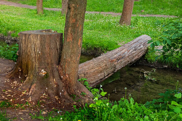 Tree trunk bridge. A small bridge in the form of a sawn tree trunk across a stream in a forest or garden