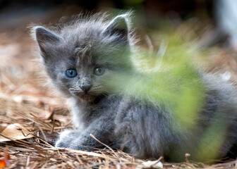 Kitten on a farm