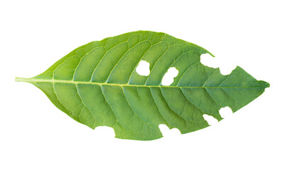 leaf with holes isolated on transparent background. Green leaves are eaten by worms or pests
