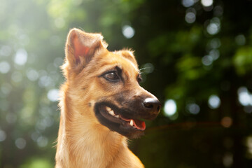 Portrait of a young mixed breed dog, red in color, on a natural green nature background. Concept: animal protection and a call to help the homeless.
