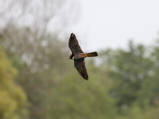 Fototapeta premium Hobby in flight