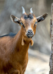 A small baby brown goat on a farm.