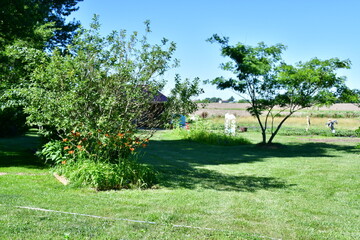 Grass and Trees in a Yard