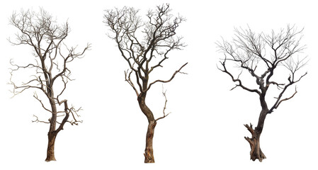 set of dead trees with branches isolated on transparent or white background