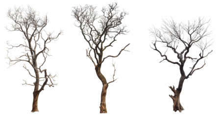 set of dead trees with branches isolated on transparent or white background