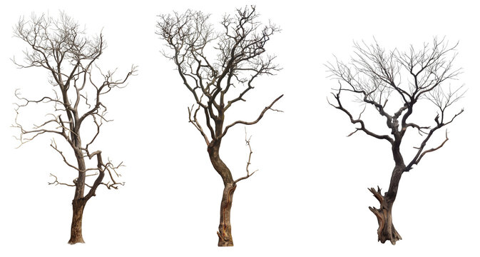 set of dead trees with branches isolated on transparent or white background