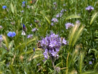 Flowers of phacelia tanacetifolia (aka Fiddleneck, Scorpion Weed, Purple Tansy or Lacy Phacelia) with a bee on its side