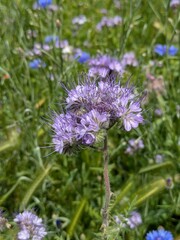 Flowers of phacelia tanacetifolia (aka Fiddleneck, Scorpion Weed, Purple Tansy or Lacy Phacelia)