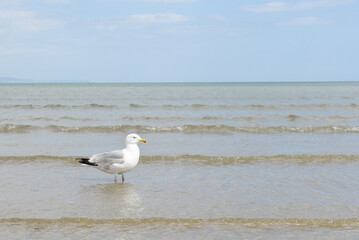 Seagull standing in shallow water on the beach