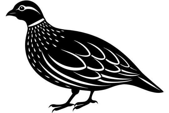 recommend clip art: quail silhouette vector illustration