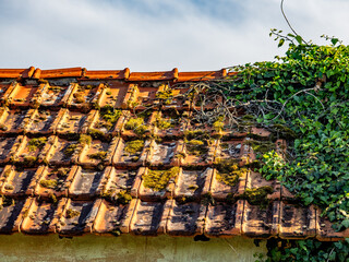 Viel Moos auf einem alten Dach