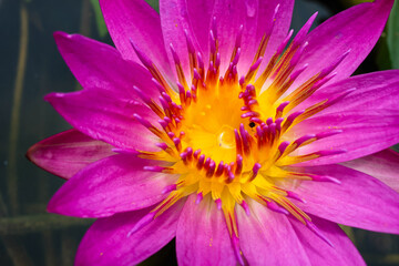 Obraz premium Close-up photo of lotus flower